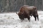 Zubr evropský (Bison bonasus)