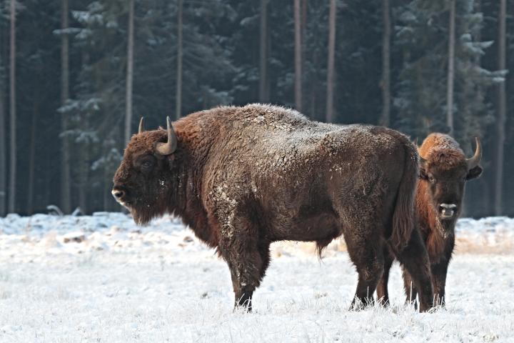 Zubr evropský (Bison bonasus)