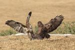 Káně lesní (Buteo buteo)