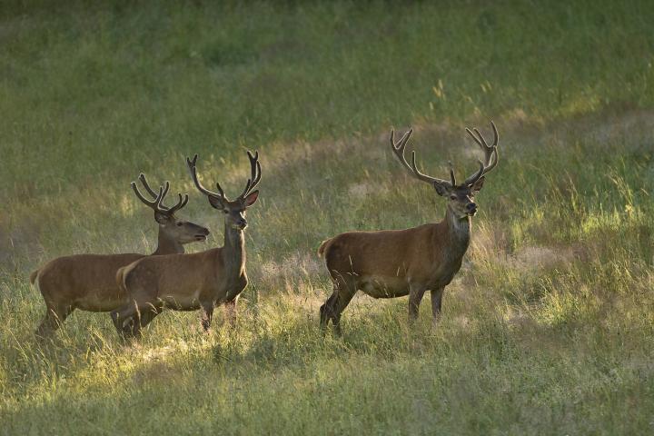 Jelen lesní (Cervus elaphus)