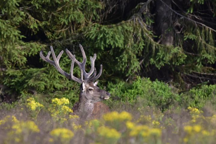 Jelen lesní (Cervus elaphus)