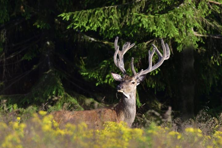 Jelen lesní (Cervus elaphus)