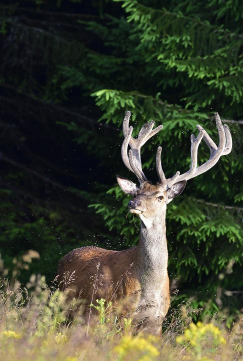 Jelen lesní (Cervus elaphus)