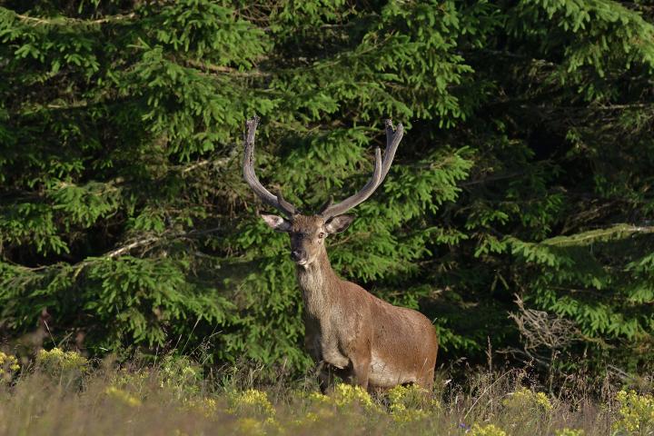 Jelen lesní (Cervus elaphus)