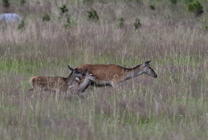 Jelen lesní (Cervus elaphus)