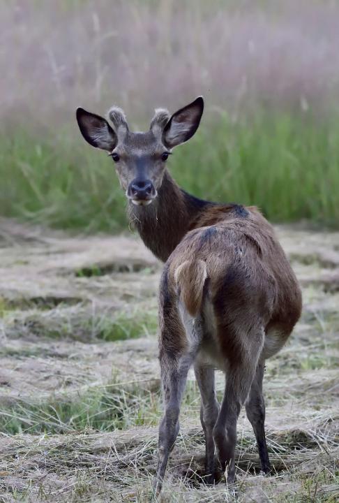 Jelen lesní (Cervus elaphus)