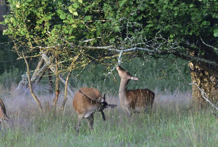 Jelen lesní (Cervus elaphus)