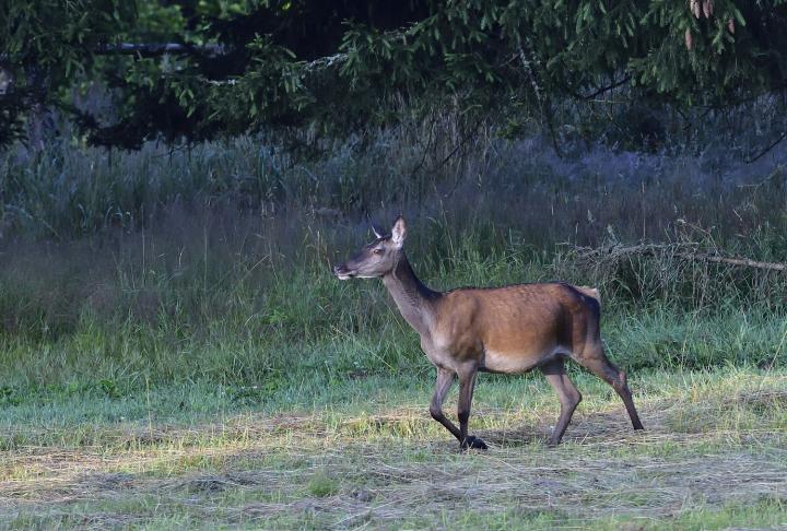 Jelen lesní (Cervus elaphus)