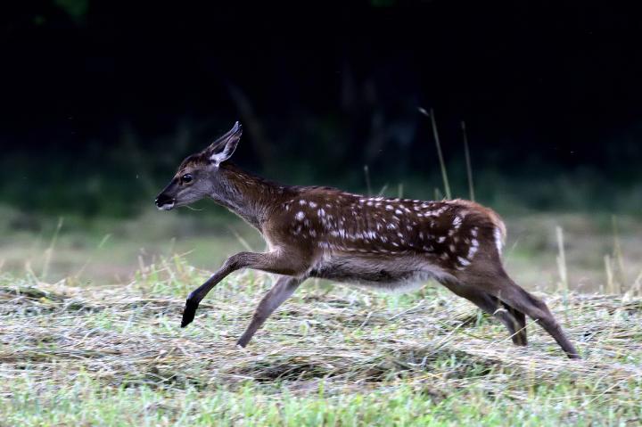 Jelen lesní (Cervus elaphus)