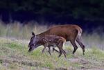 Jelen lesní (Cervus elaphus)