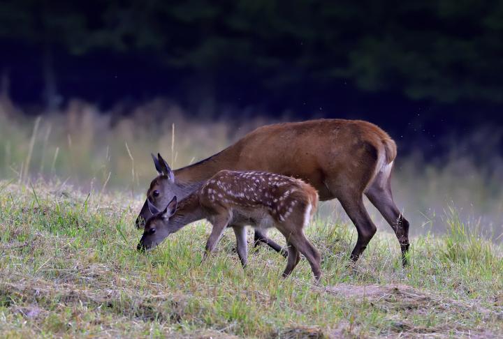 Jelen lesní (Cervus elaphus)