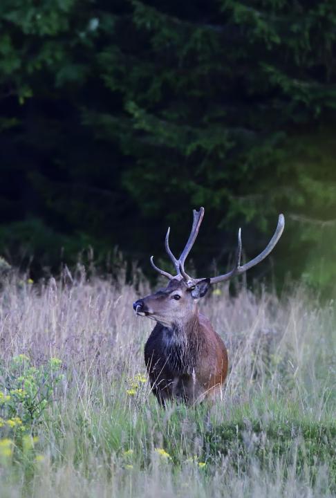 Jelen lesní (Cervus elaphus)