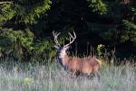 Jelen lesní (Cervus elaphus)