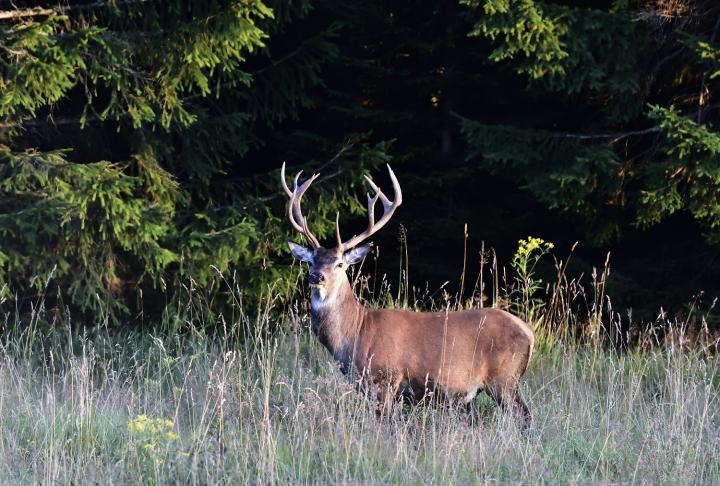 Jelen lesní (Cervus elaphus)