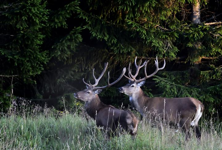 Jelen lesní (Cervus elaphus)