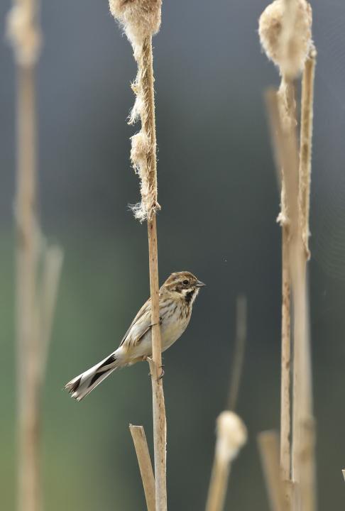 Strnad rákosní (Emberiza schoeniclus)