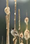 Strnad rákosní (Emberiza schoeniclus)