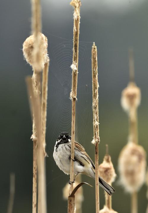 Strnad rákosní (Emberiza schoeniclus)