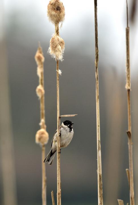 Bramborníček černohlavý (Saxicola rubicola)