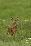 Zajíc polní  (Lepus europaeus)