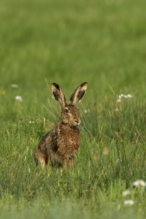 Zajíc polní  (Lepus europaeus)