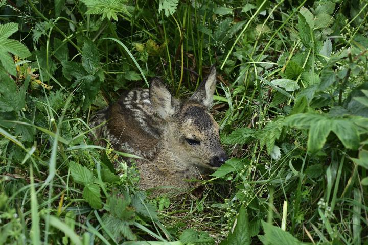  Srnec obecný ( Capreolus capreolus )