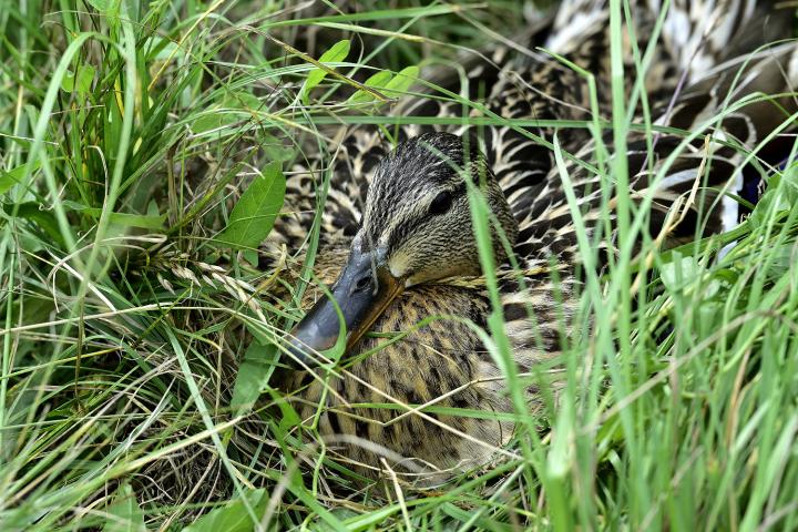  Kachna divoká ( Mallard)