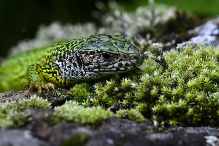 Ještěrka zelená (Lacerta viridis)