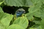 Ještěrka zelená (Lacerta viridis)