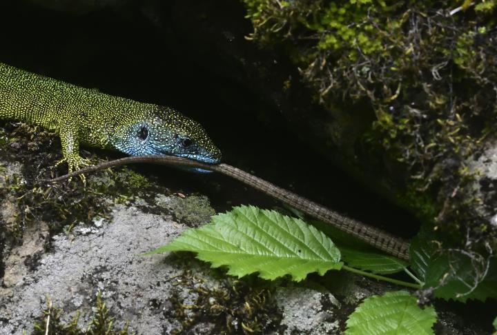 Ještěrka zelená (Lacerta viridis)