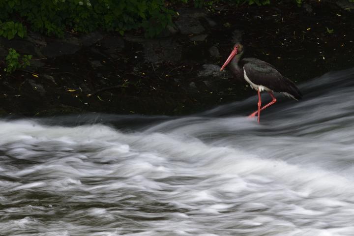 Čáp černý (Ciconia nigra)