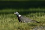 Holub hřivnáč (Columba palumbus)