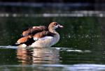 Husice nilská ( Egyptian goose)