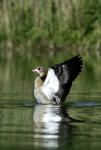 Husice nilská ( Egyptian goose)