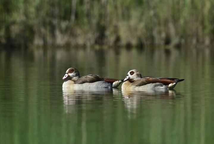 Husice nilská ( Egyptian goose)