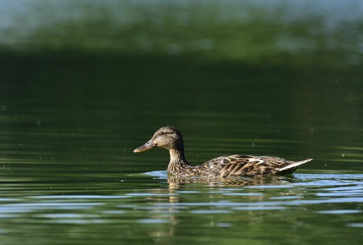  Kachna divoká ( Mallard)