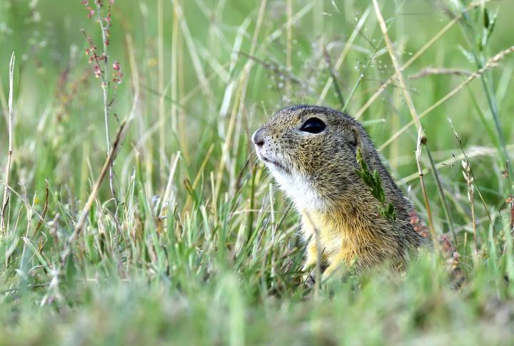 Sysel obecný (Citellus citellus)