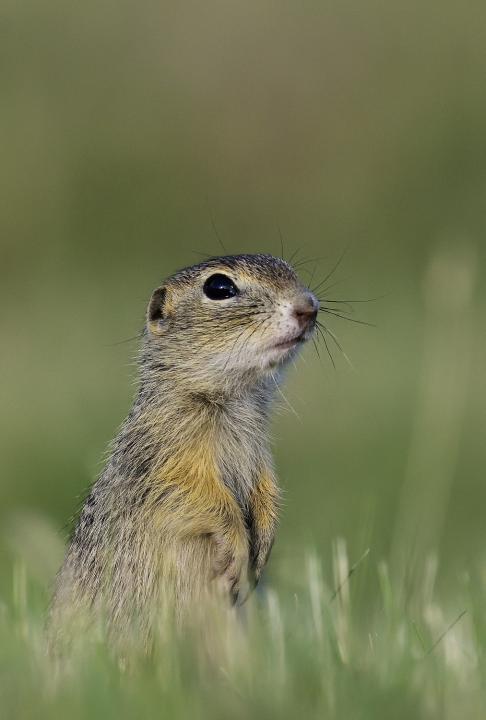 Sysel obecný (Citellus citellus)