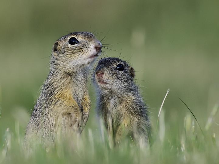 Sysel obecný (Citellus citellus)