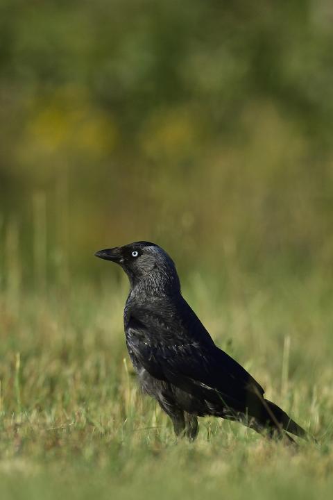 Kavka obecná (Corvus monedula)