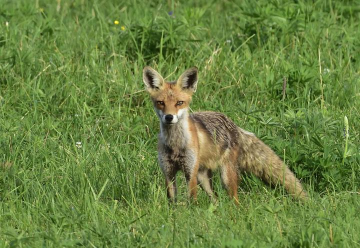  Liška obecná ( Vulpes Vulpes)