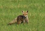  Liška obecná ( Vulpes Vulpes)