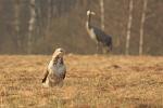 Káně lesní (Buteo buteo)