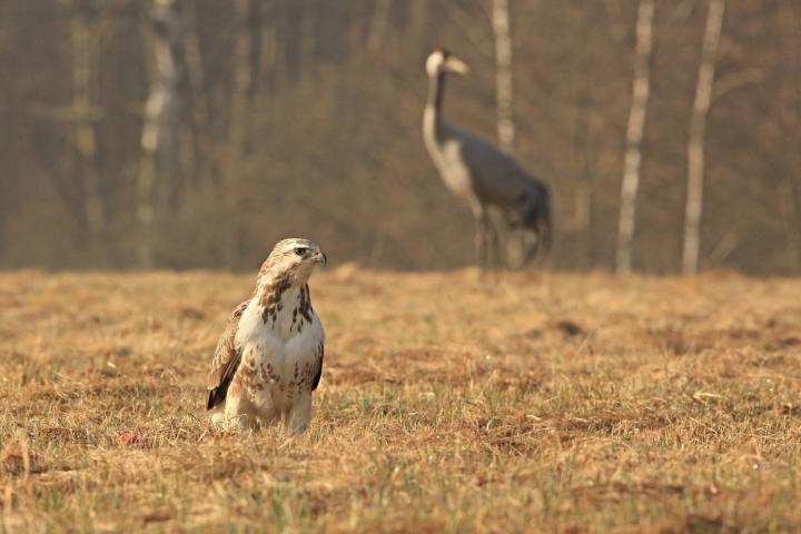 Káně lesní (Buteo buteo)