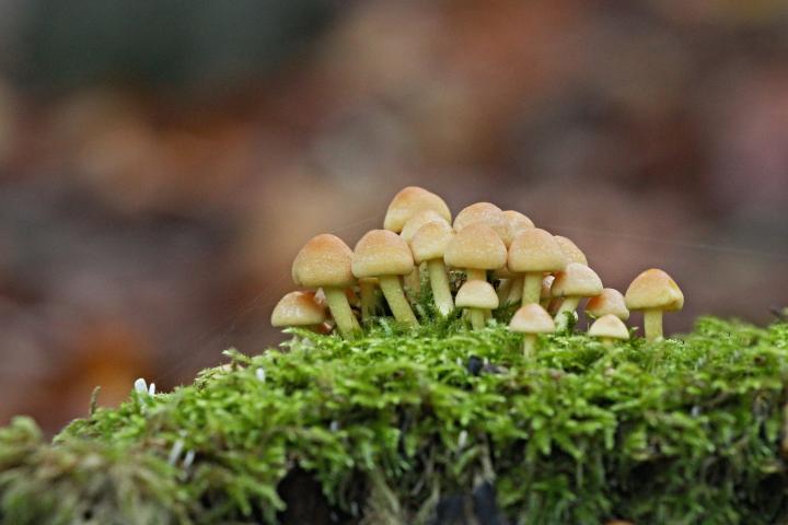 Třepenika drobná (Hypholoma subviride)