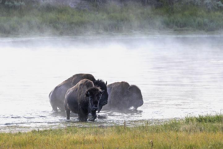 Bizon americký (Bison bison)