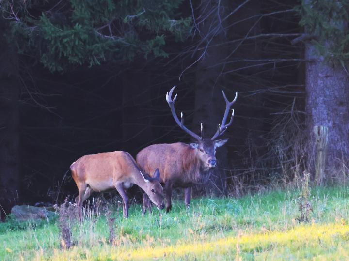 Jelen lesní (Cervus elaphus)