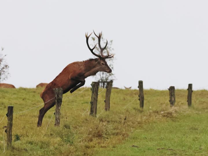 Jelen lesní (Cervus elaphus)