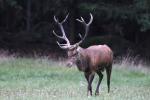 Jelen lesní (Cervus elaphus)