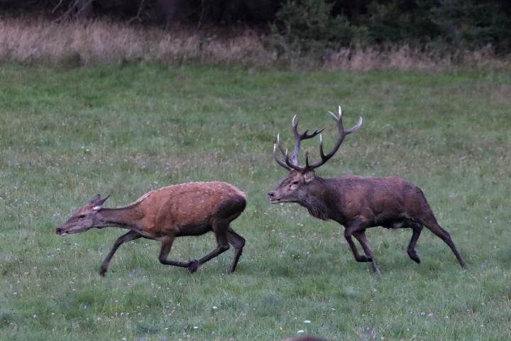 Jelen lesní (Cervus elaphus)